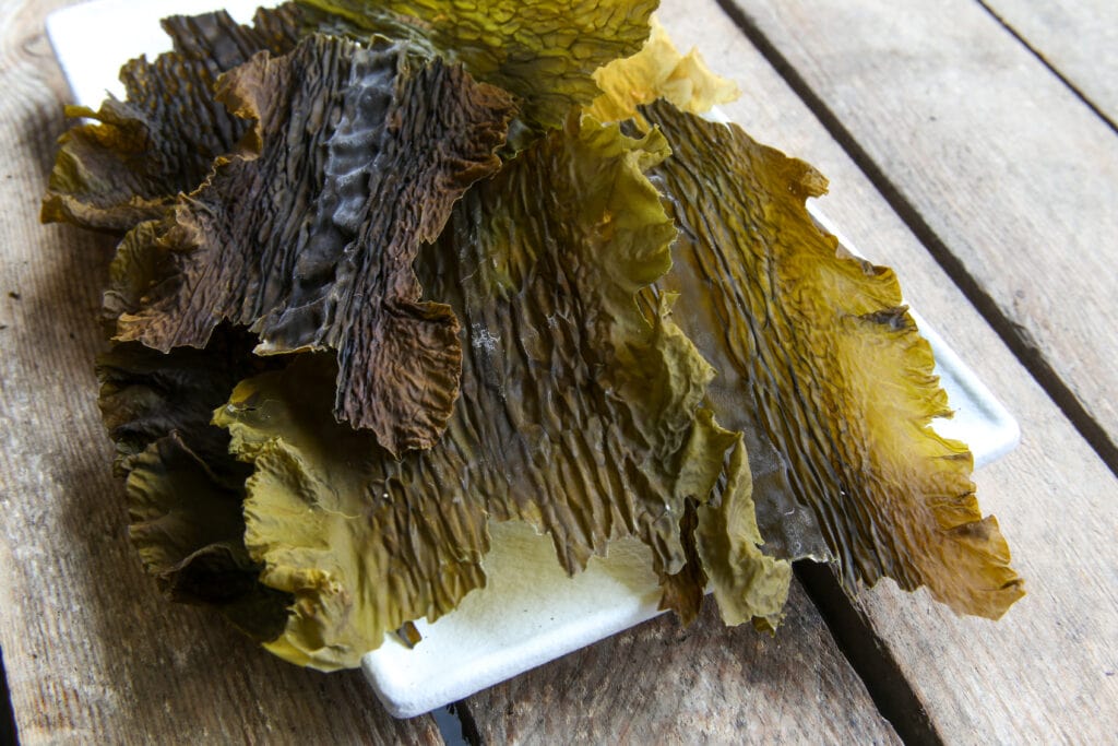 sugar kelp