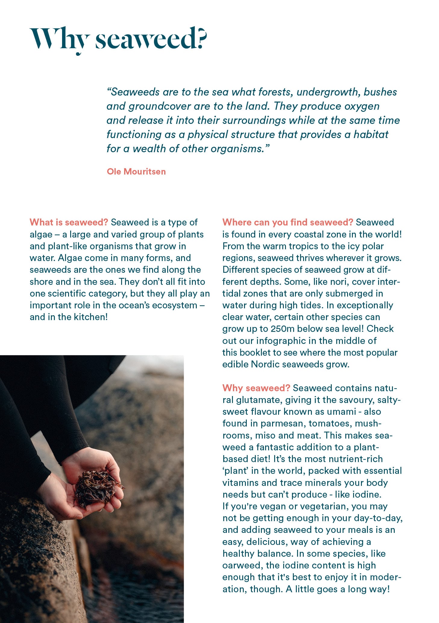 Pick Your Own Seaweed - A Foragers Guide