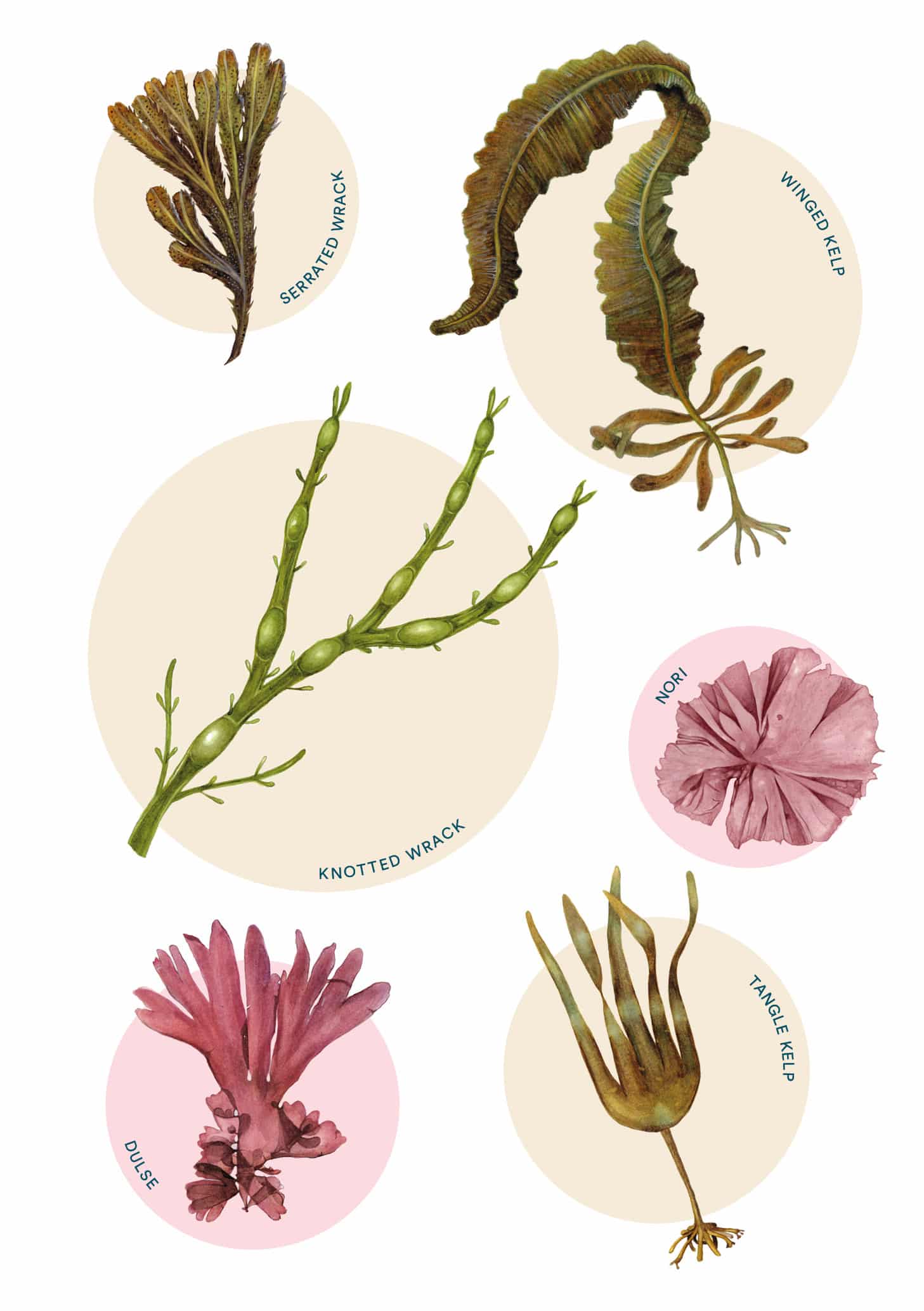 Pick Your Own Seaweed - A Foragers Guide
