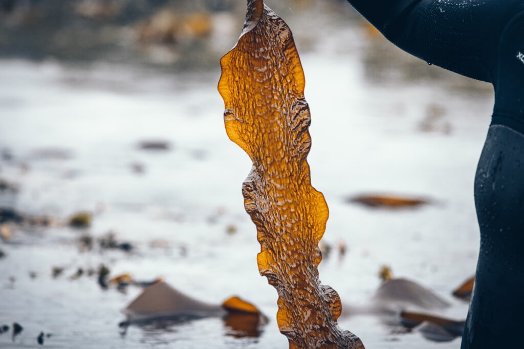 Fresh sugar kelp
