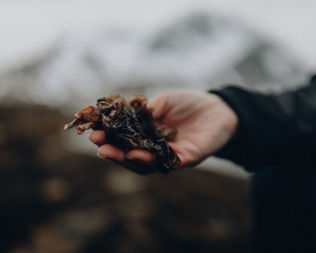 a hand holding fresh nori