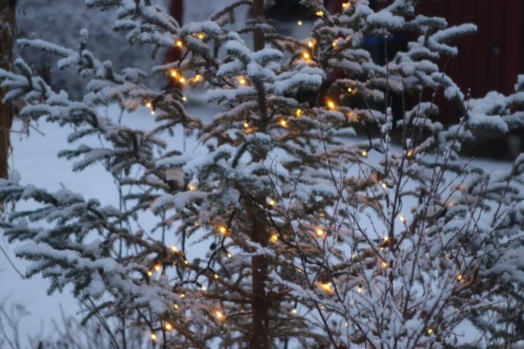 Sustainable Christmas Tree