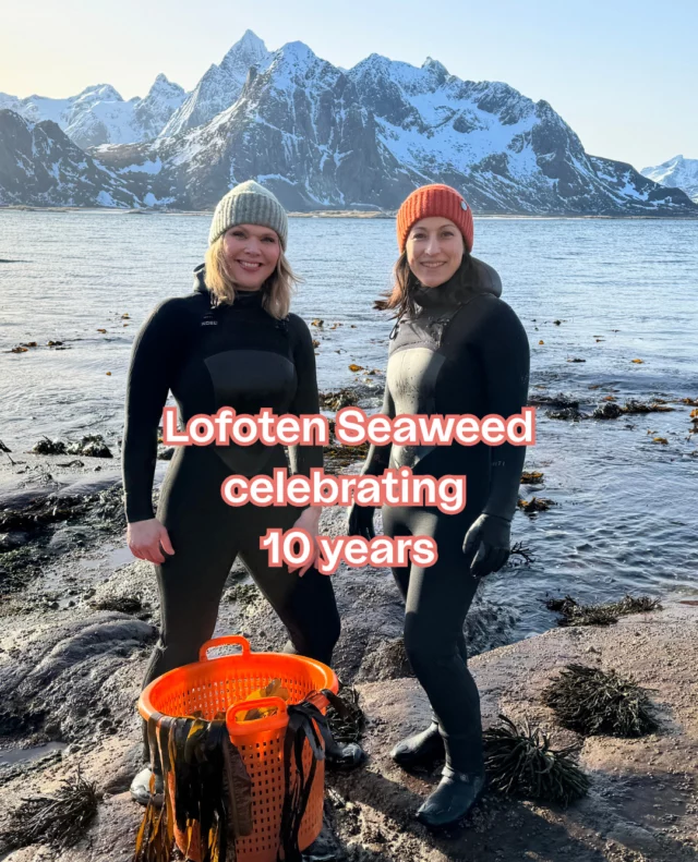 Celebrating 10 years of Lofoten Seaweed this year 🥳 (yes, really!)⁠
⁠
Ten years of seaweed, weather, early mornings, and a whole lot of learning along the way. A decade of small steps and big leaps 💚  We are proud to have put seaweed on the map as a food for the future, and are grateful for everyone who has supported us, embraced our products, and joined us on our journey.⁠
⁠
Keep an eye out, we will be sharing throwbacks, highlights, and little stories from the journey through the years..⁠
⁠
Anything you would love to see more of from the past 10 years? Let us know in the comments 🌿