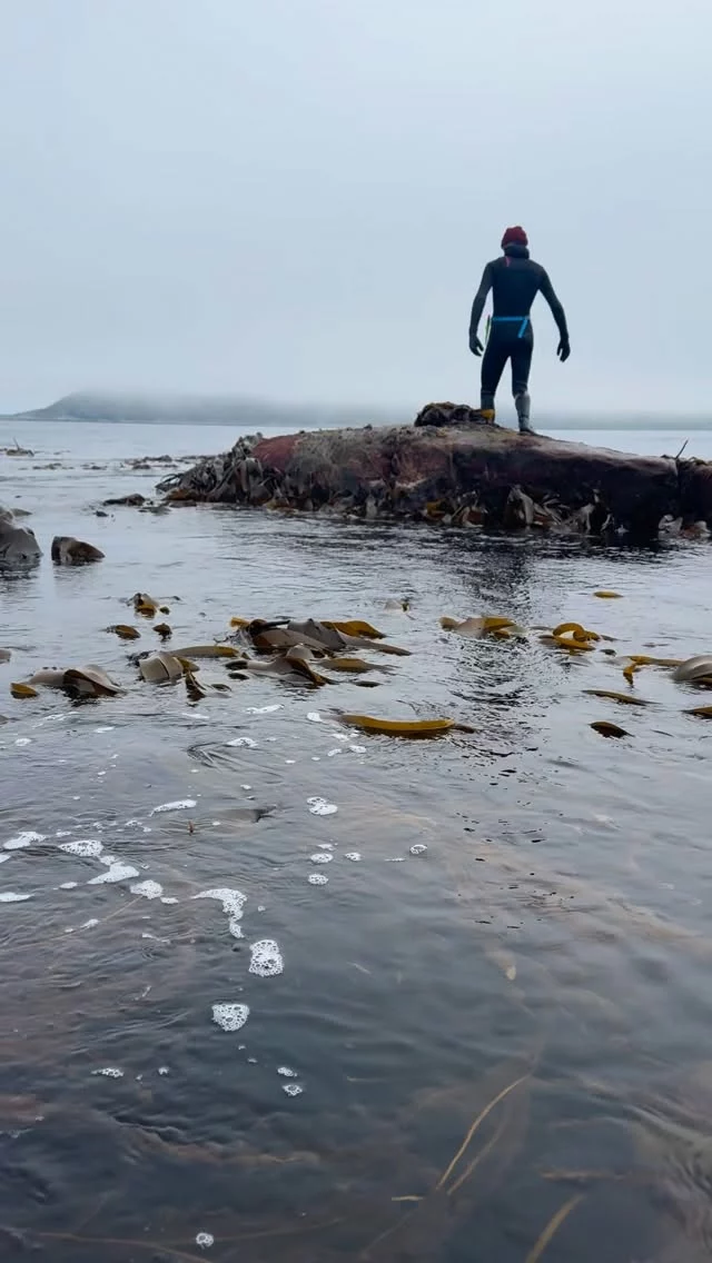 Happy World Ocean Day! 🌊🌍 
Today, we celebrate the vast, life-giving blue planet that sustains us all. At Lofoten Seaweed, the ocean isn’t just our workplace, it’s our passion, our pantry, and our home 💙 
We believe that harvesting seaweed responsibly is the key to protecting our marine ecosystems while providing healthy, sustainable future food from the Arctic. 

By utilizing the natural resources of the ocean with deep respect and care, we strive to promote a sustainable, food-secure future. Whether it’s discovering the incredible natural umami in our seaweed and kelp or learning more about sustainable seaweed harvesting, every step counts towards protecting our blue planet.

How are you celebrating the ocean today? Let us know in the comments! 👇🌿