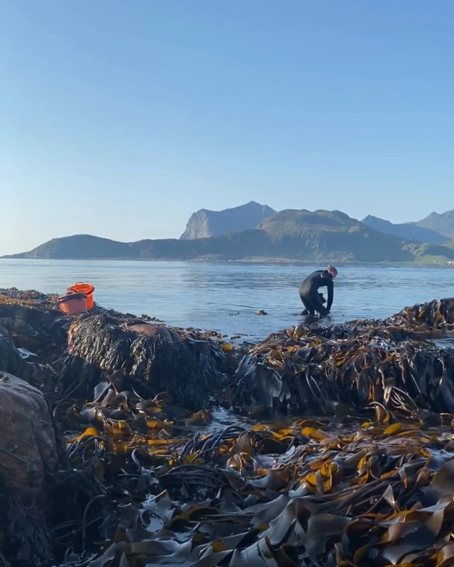 Today is the longest day of the year and in Lofoten, the sun hasn't set in 24 days.⁠
⁠
This is the peak of the midnight sun season. From today, the light slowly starts its retreat. By December, there'll be weeks of polar night where the sun doesn’t rise at all!
⁠
But right now? At 1am the sky is golden, and this is the coastline where our seaweed grows 🌿